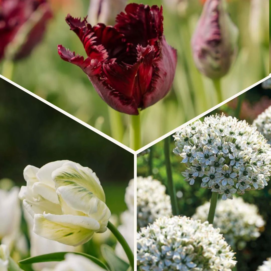 Løglasagne 'Black & White Elegance'