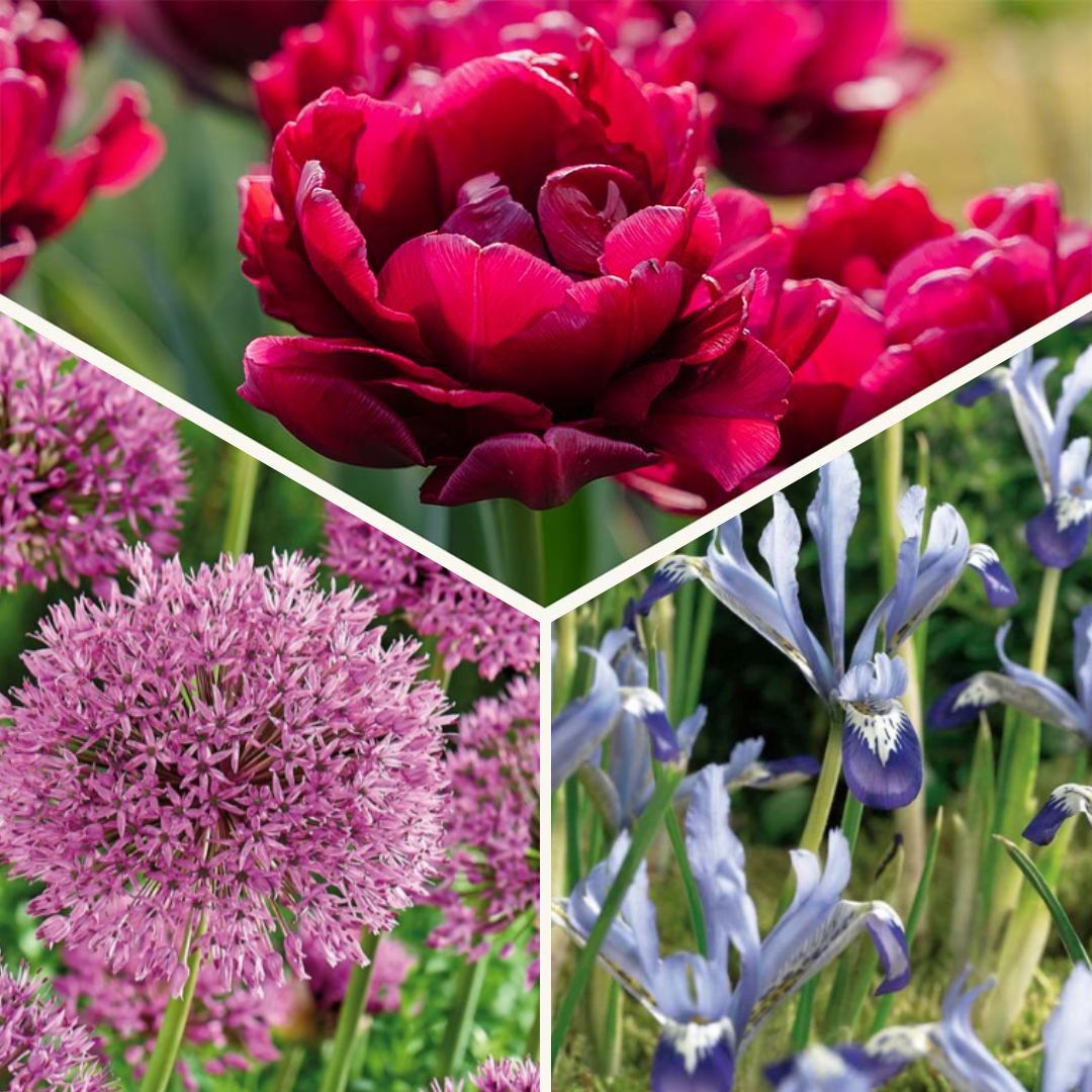 Løglasagne 'Cotton Candy Mix'