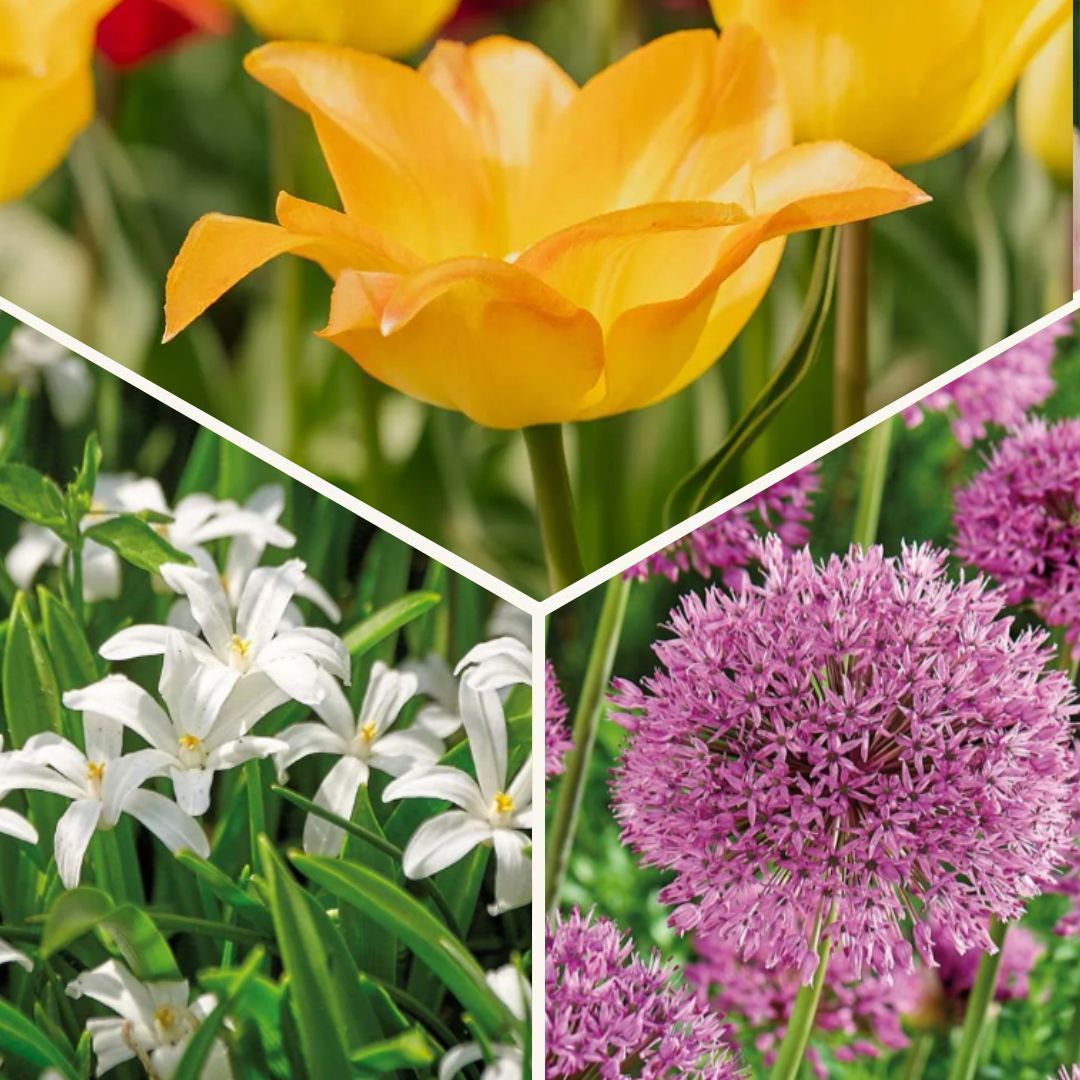 Løglasagne 'Golden hour'