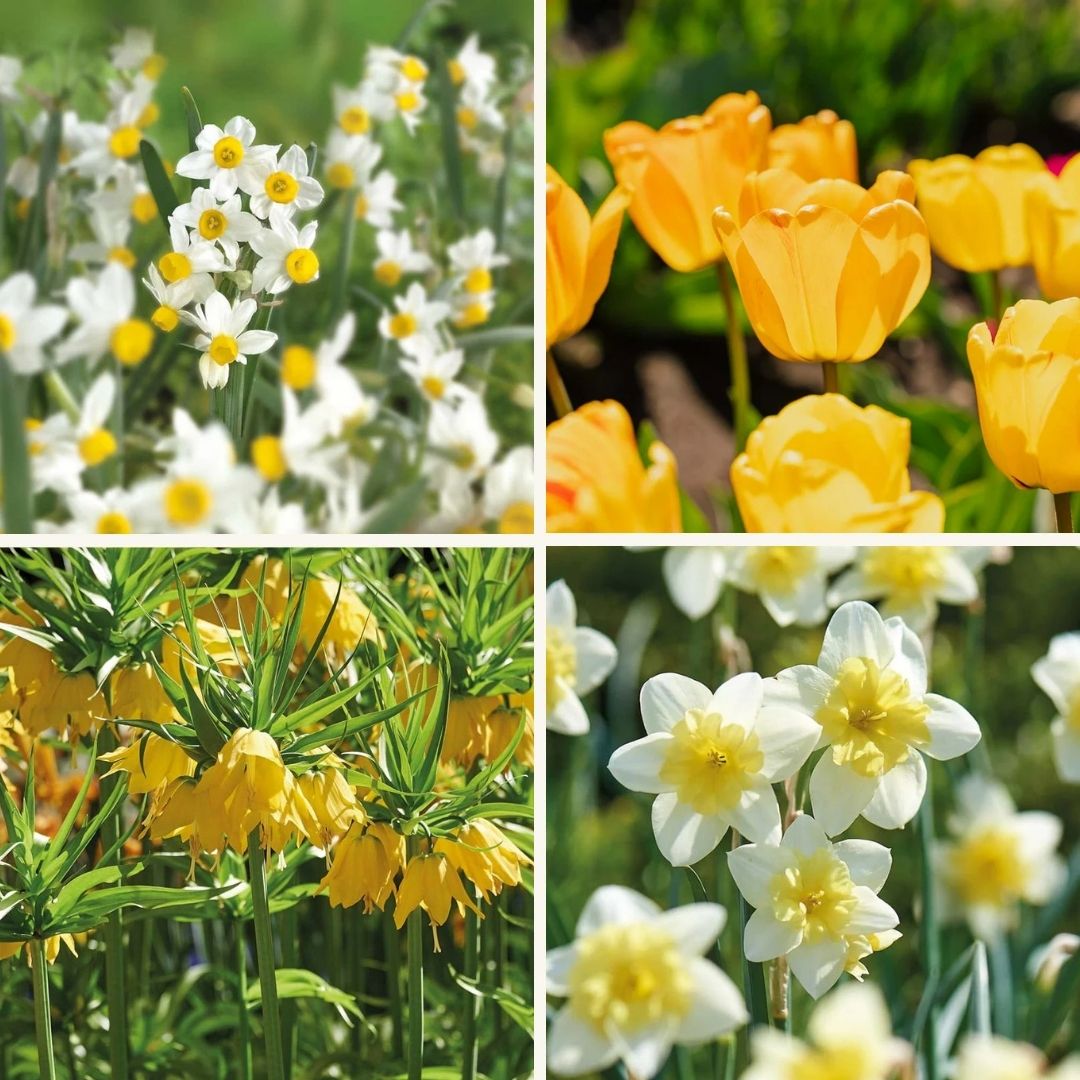 Løglasagne 'Golden Spring'