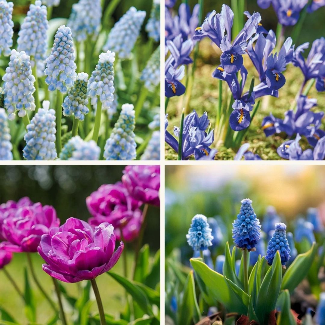 Løglasagne 'Midnight Blue'