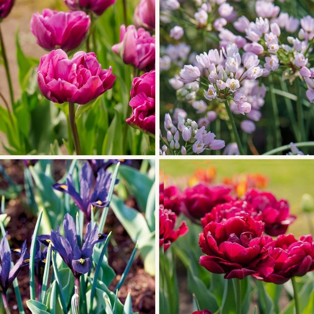 Løglasagne 'Purple Dreams'