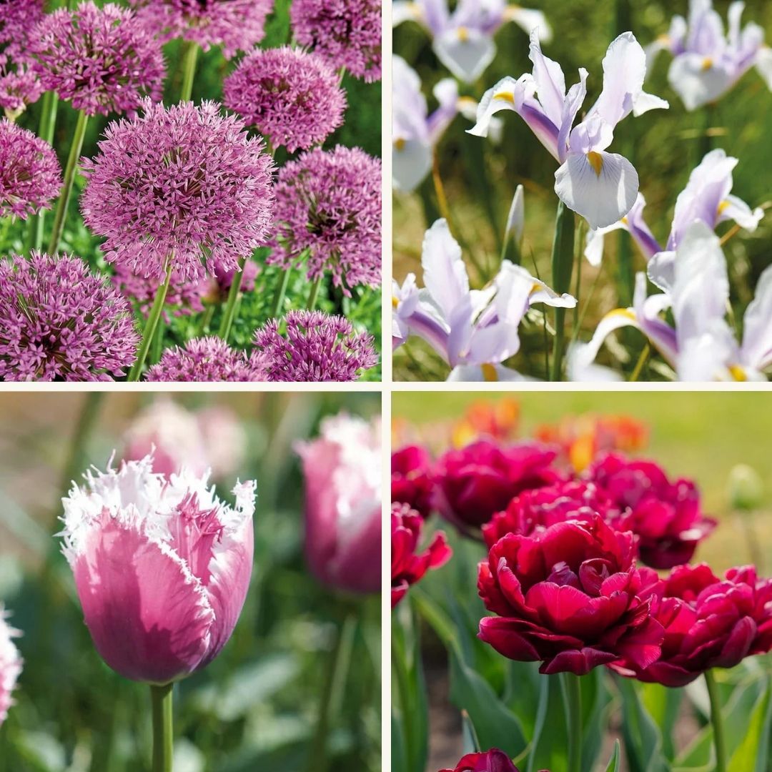 Løglasagne 'Spring Sorbet'