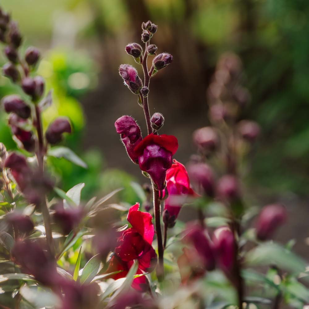 Løvemund frø 'Black Prince' - 100 Økologiske frø