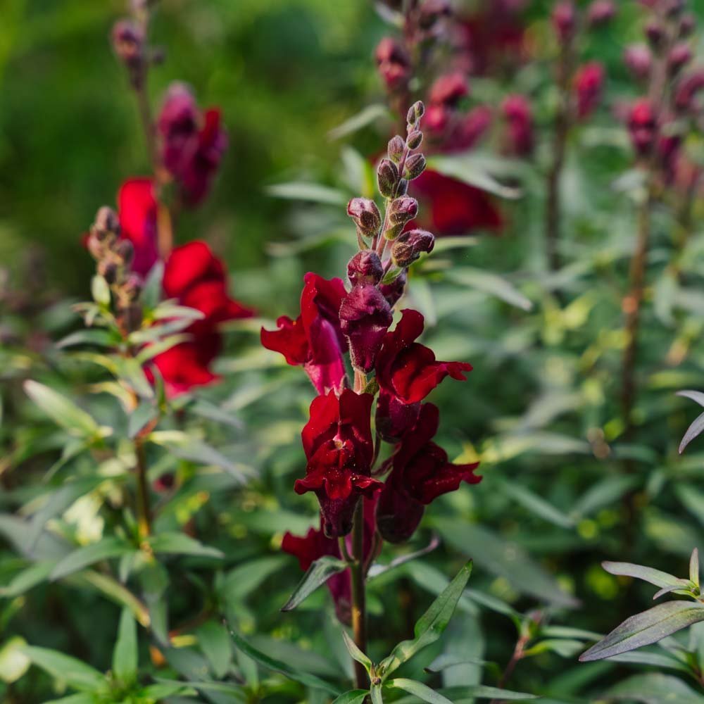 Løvemund frø 'Black Prince' - 100 Økologiske frø
