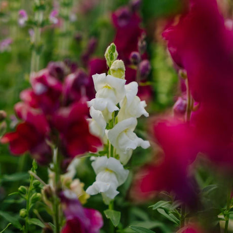 Løvemund frø 'Snapdragon' - 1500 Økologiske frø