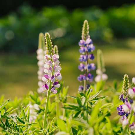 Lupin frø 'Dwarf Lupin' - 50 Økologiske frø