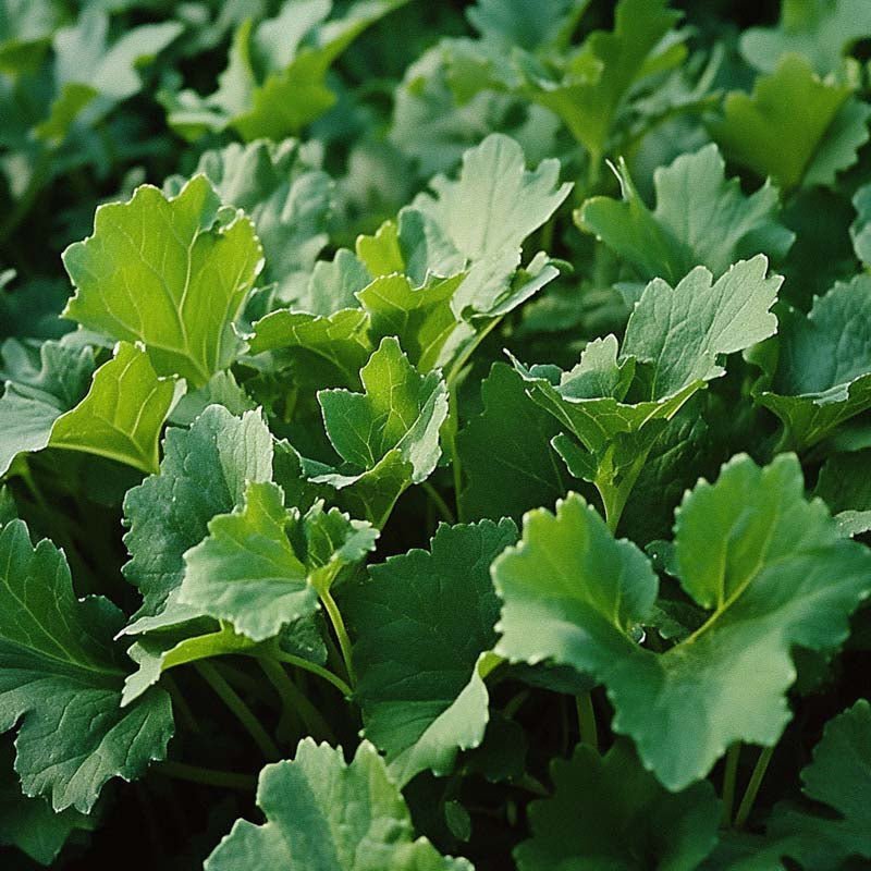 Majroe frø 'Namenia' - 1400 Økologiske frø