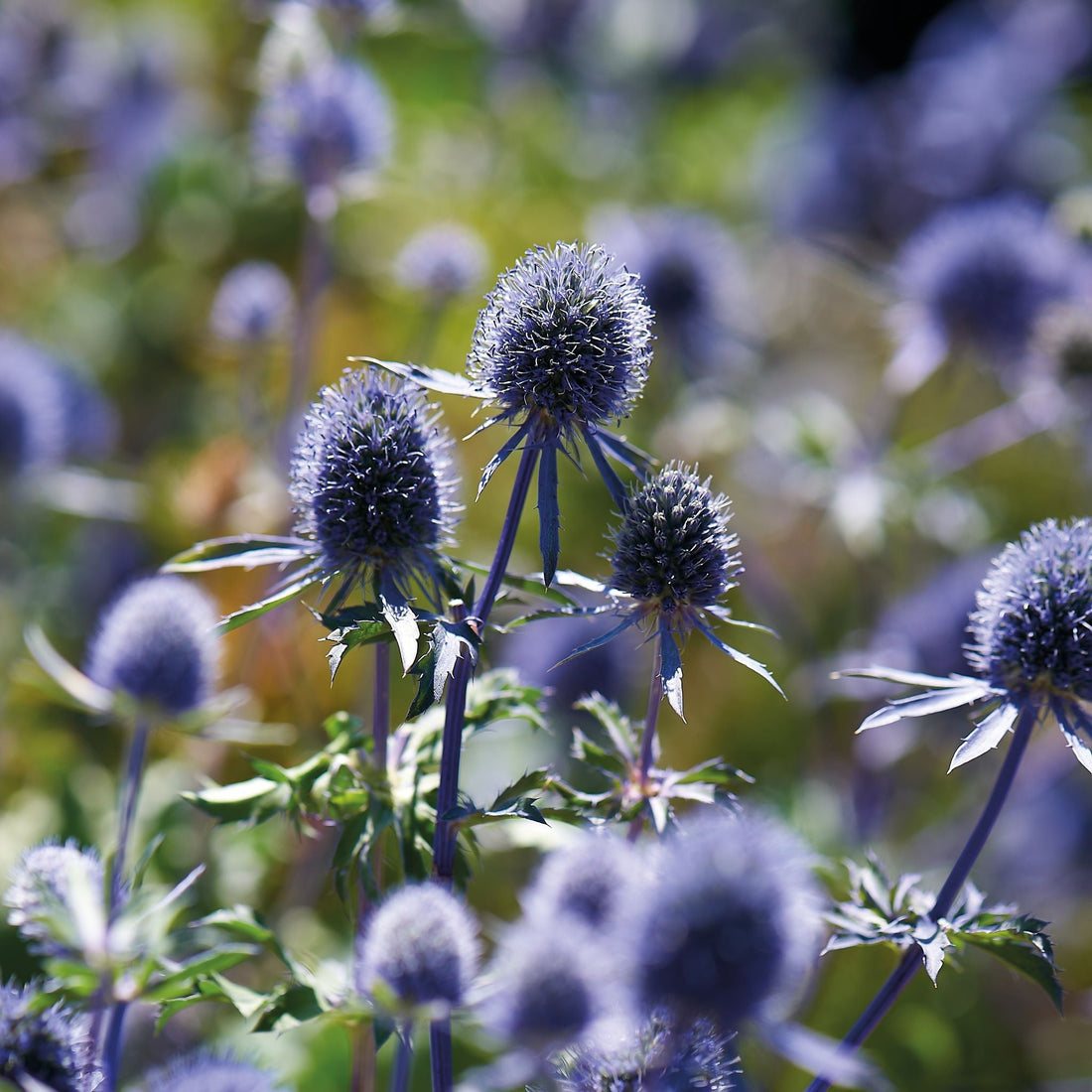 Mandstro, Eryngium 'Planum'
