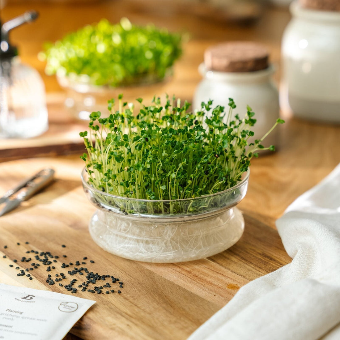 Mikrogrønt frø 'Broccoli' - 4000 Økologiske frø