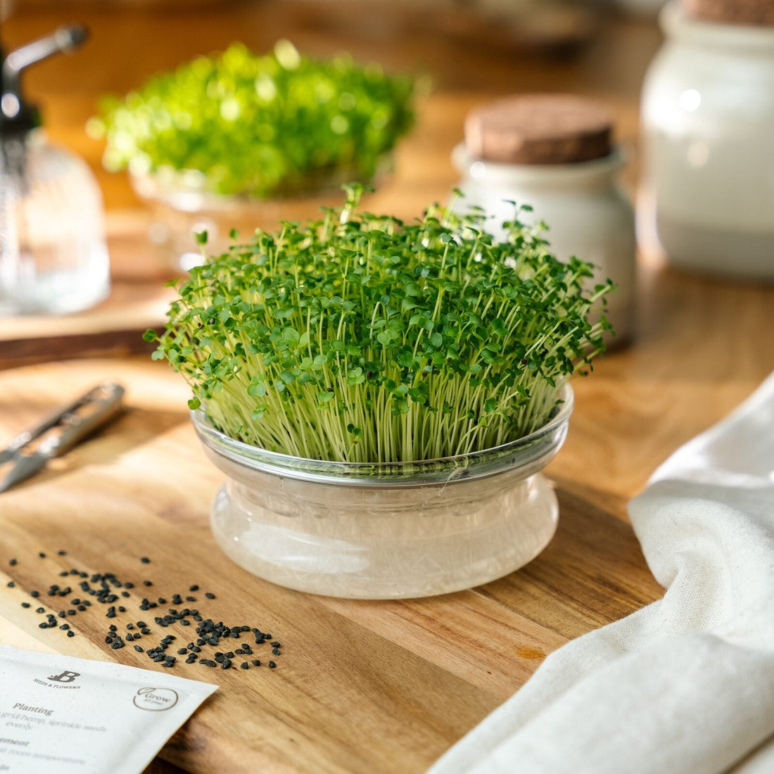Mikrogrønt frø 'Broccolirabe (rapini)' - 7100 Økologiske frø