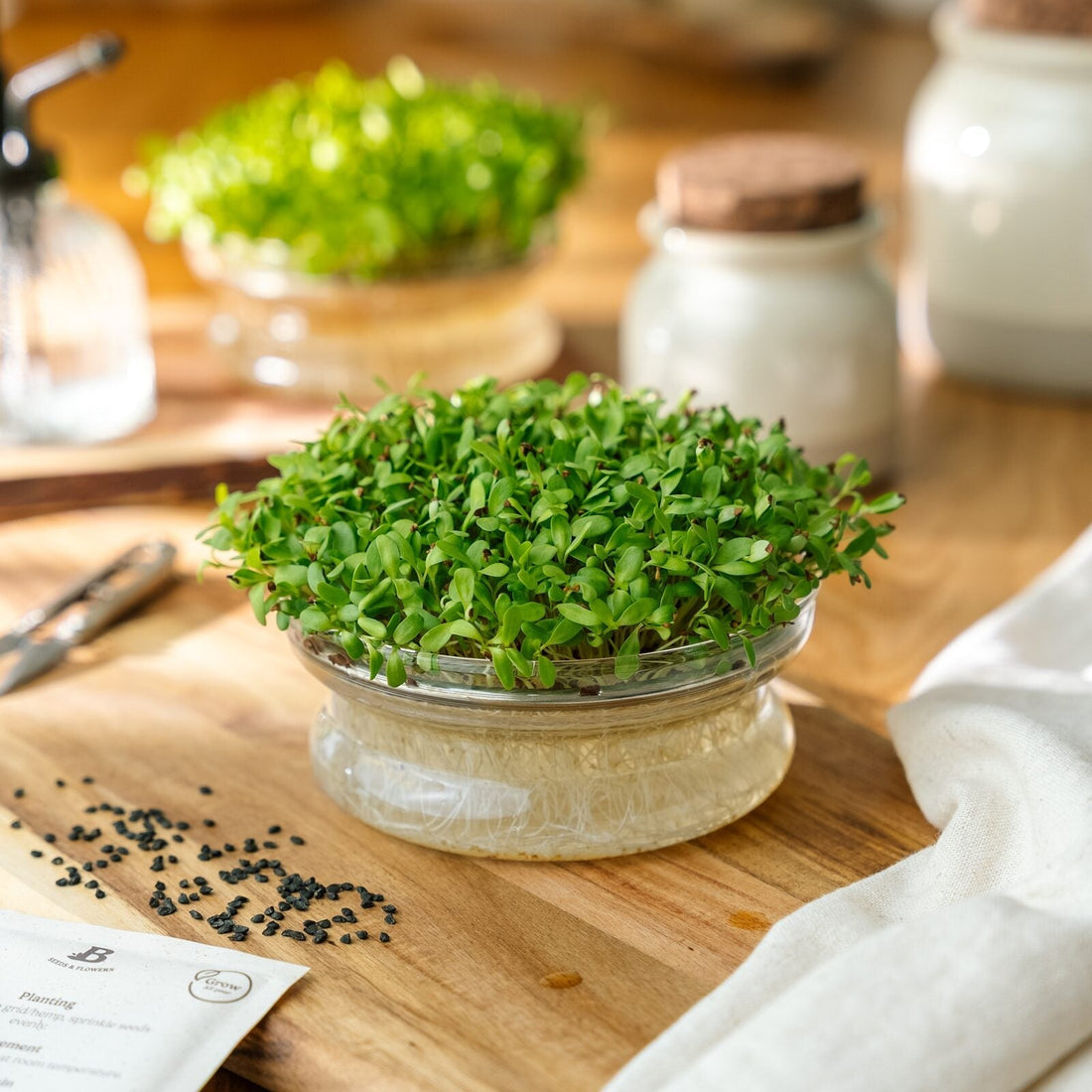 Mikrogrønt frø 'Lucerne' - 10000 Økologiske frø
