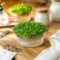 Mikrogrønt frø 'Lucerne' - 10000 Økologiske frø