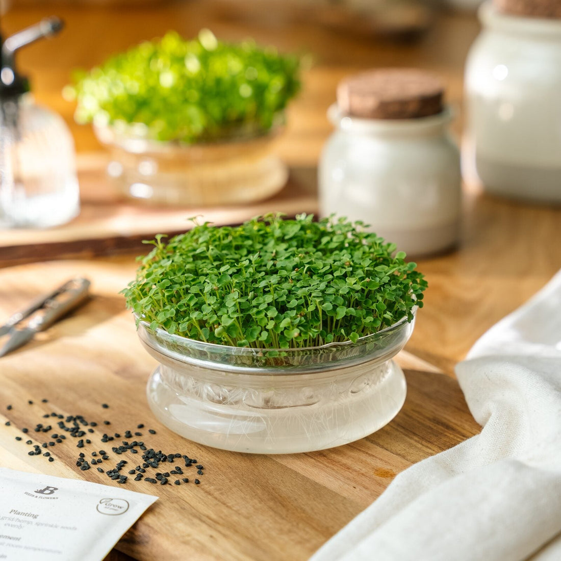 Mikrogrønt frø 'Rucola' - 10000 Økologiske frø