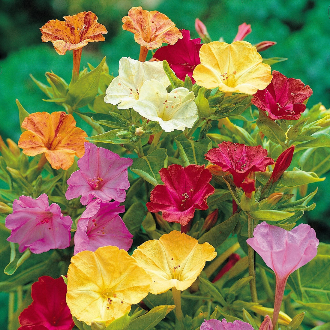 Mirabilis 'Jalapa'