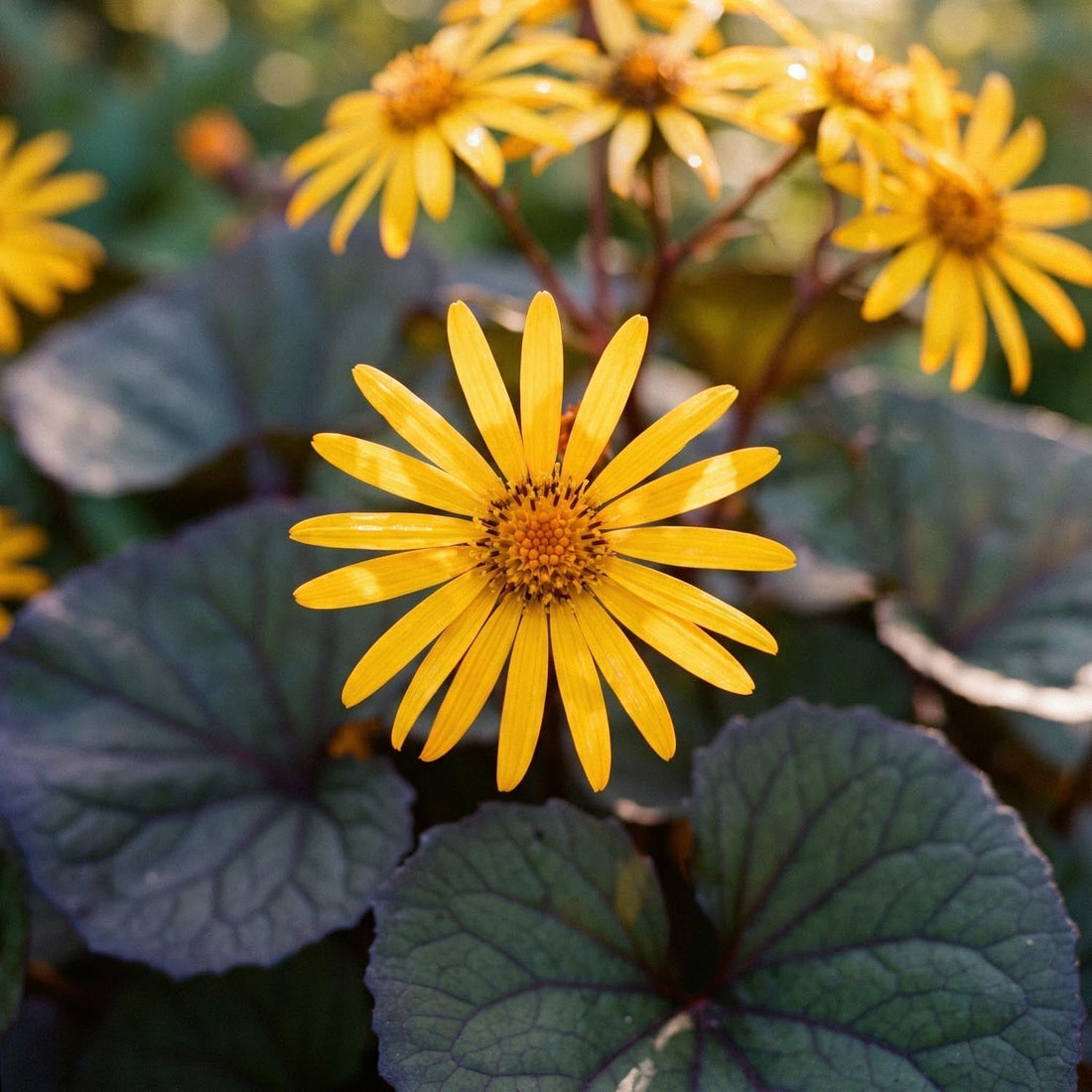 Nøkketunge, Ligularia 'Desdemona'