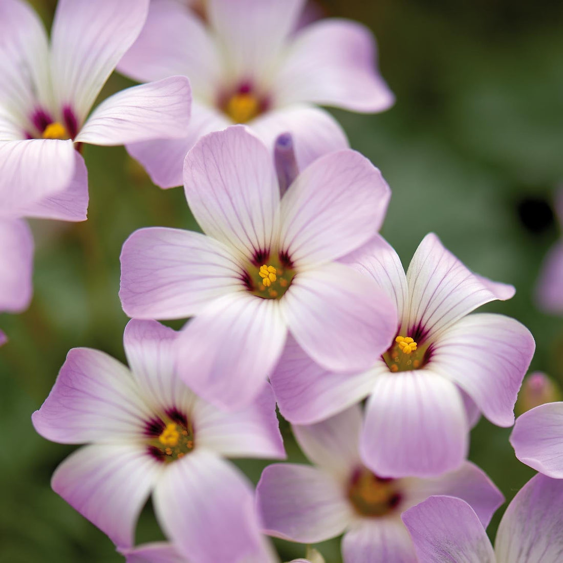 Oxalis 'Adenophylla'