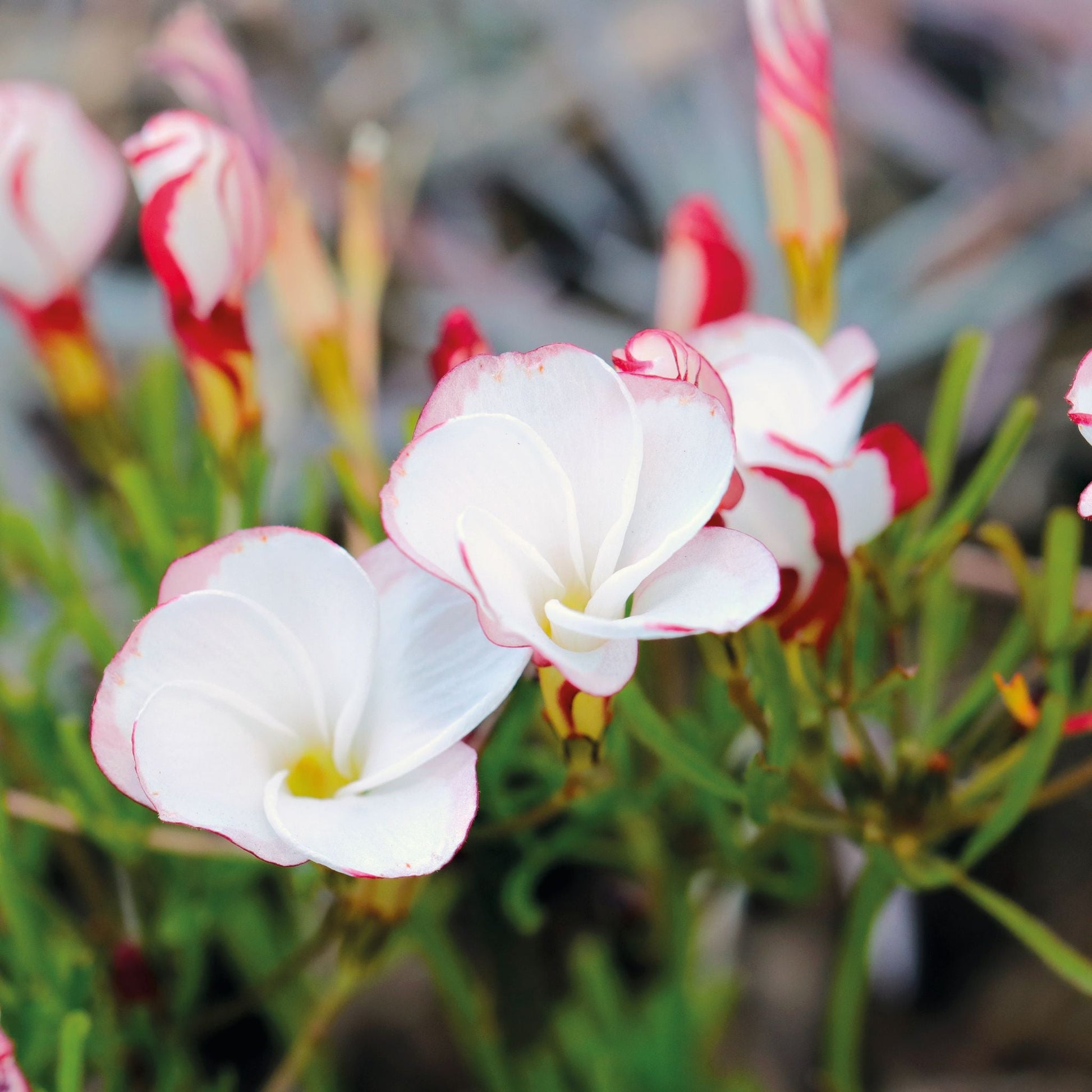 Oxalis 'Versicolor'