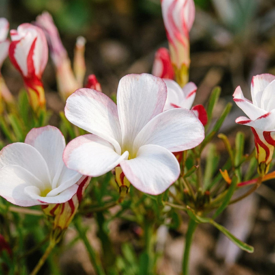 Oxalis 'Versicolor'