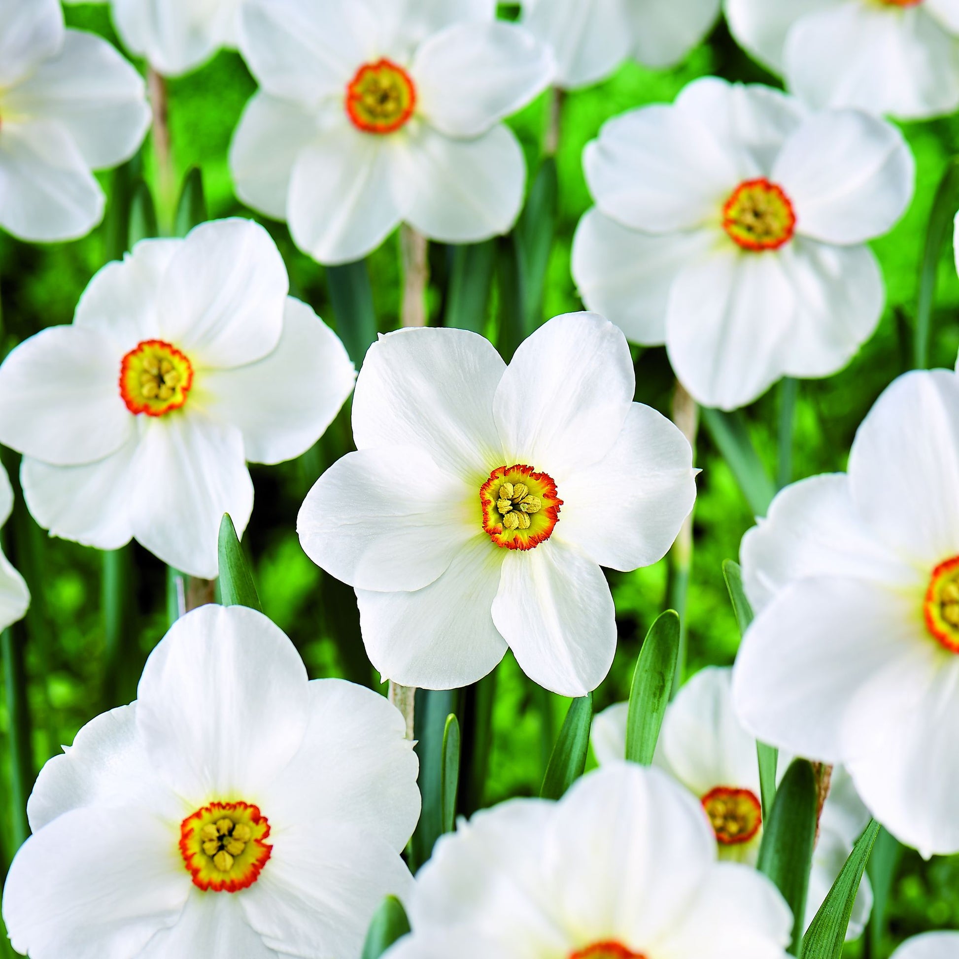 Påskelilje, Narcissus 'Actea'