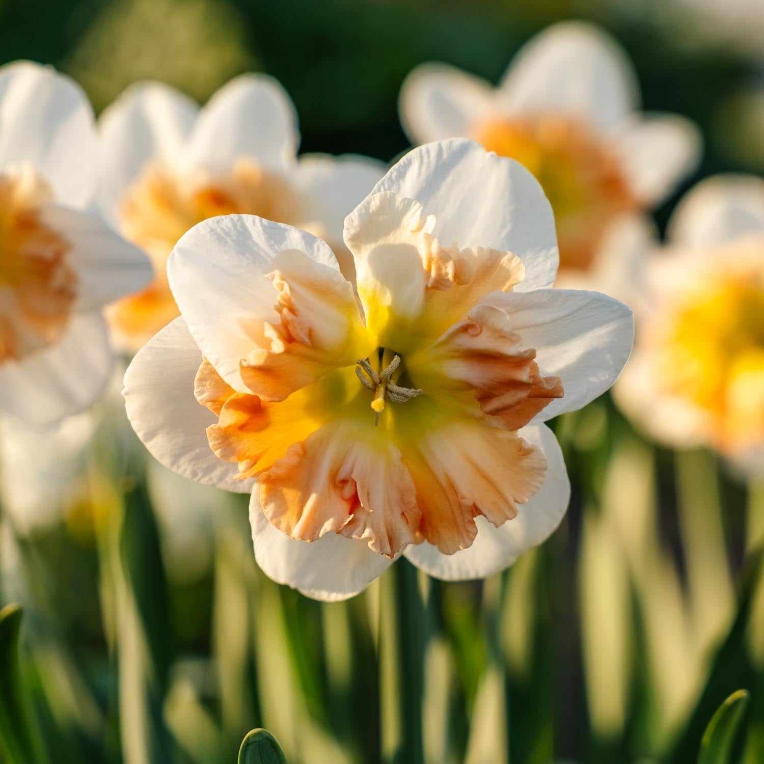 Påskelilje, Narcissus 'Apple Pie'