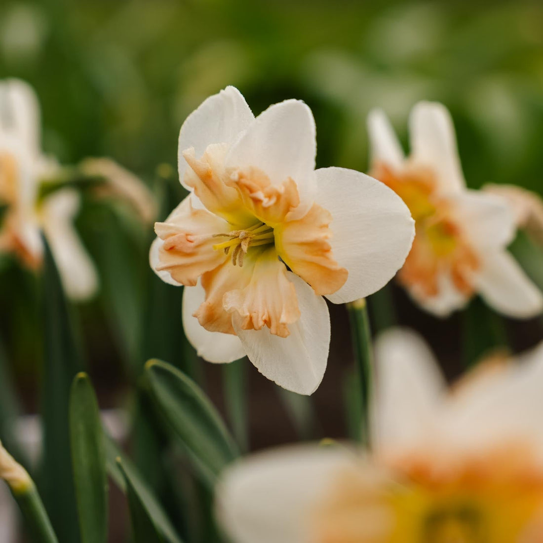 Påskelilje, Narcissus 'Apple Pie'