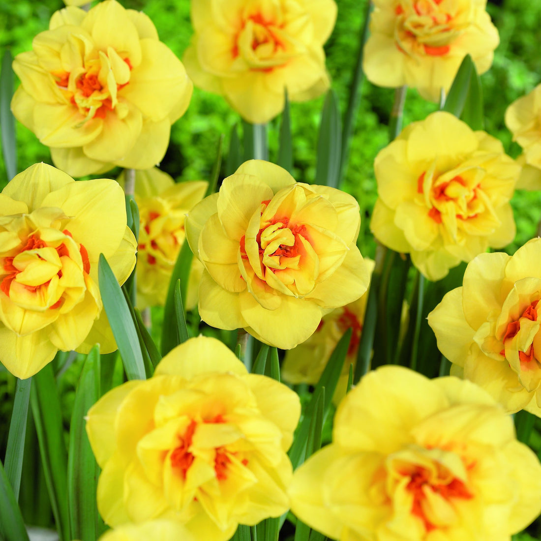 Påskelilje, Narcissus 'Ascot'