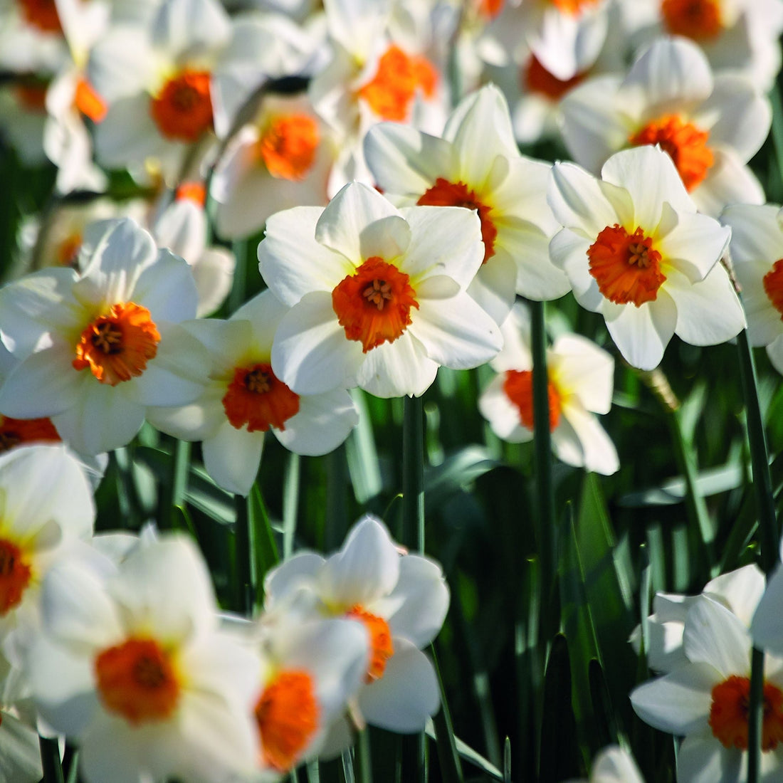 Påskelilje, Narcissus 'Barrett Browning'
