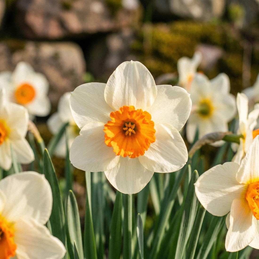 Påskelilje, Narcissus 'Barrett Browning'