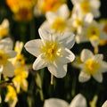 Påskelilje, Narcissus 'Bella Estrella'