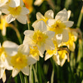 Påskelilje, Narcissus 'Bella Estrella'