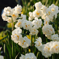 Påskelilje, Narcissus 'Bridal Crown'