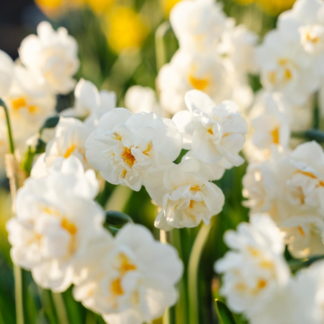 Påskelilje, Narcissus 'Bridal Crown'