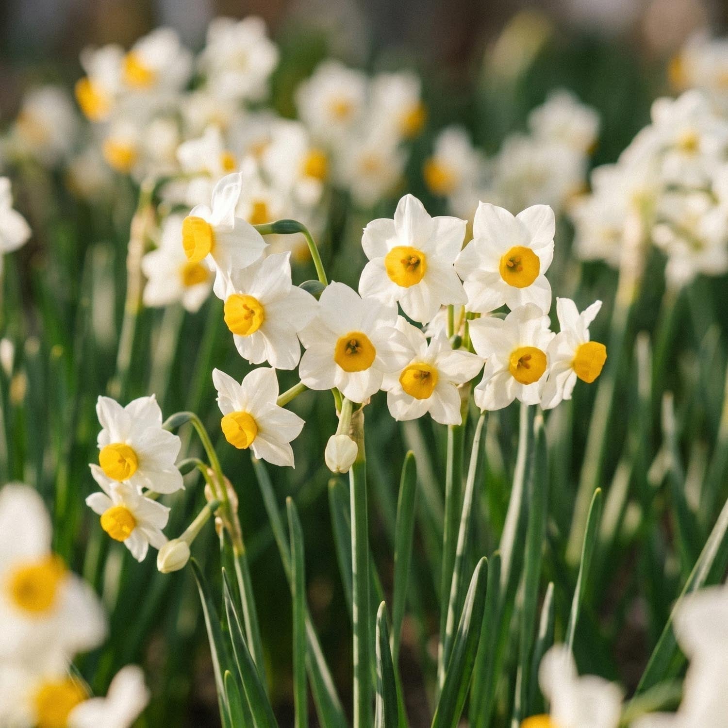 Påskelilje, Narcissus 'Canaliculatus'