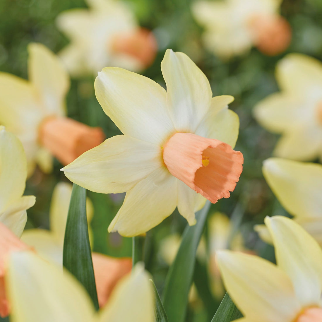 Påskelilje, Narcissus 'Carice'