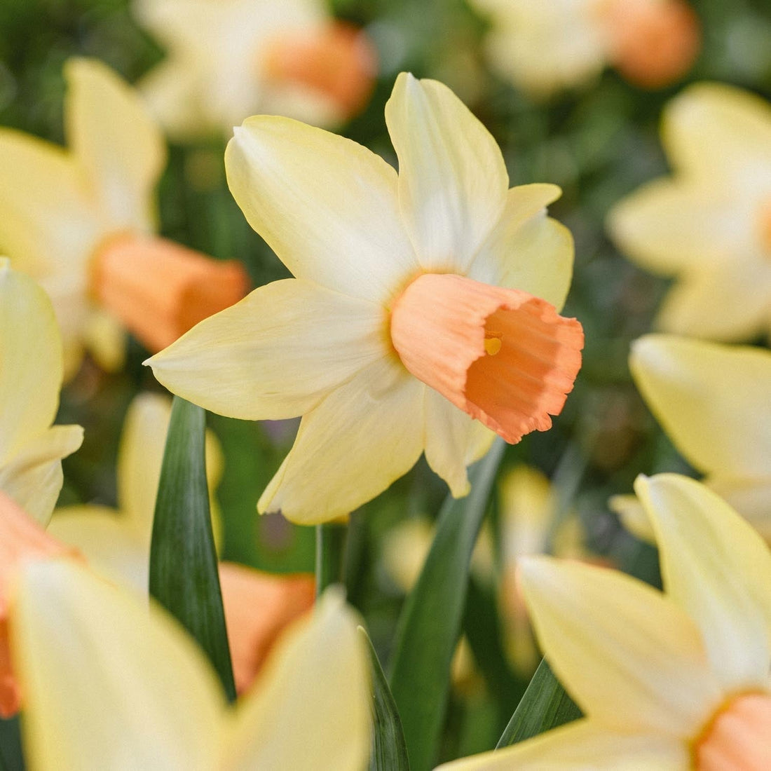 Påskelilje, Narcissus 'Carice'