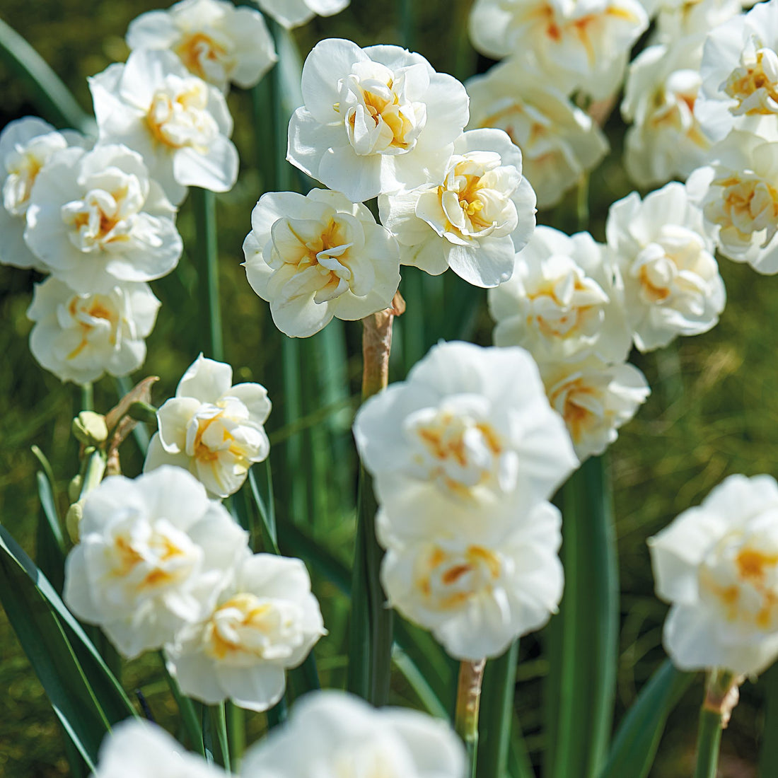 Påskelilje, Narcissus 'Cheerfulness'