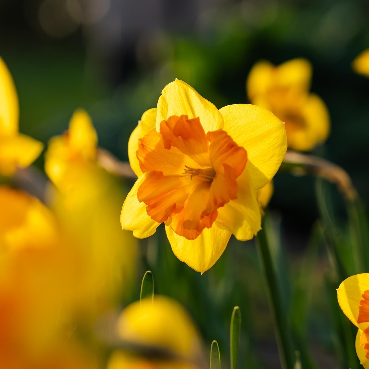 Påskelilje, Narcissus 'Congress'