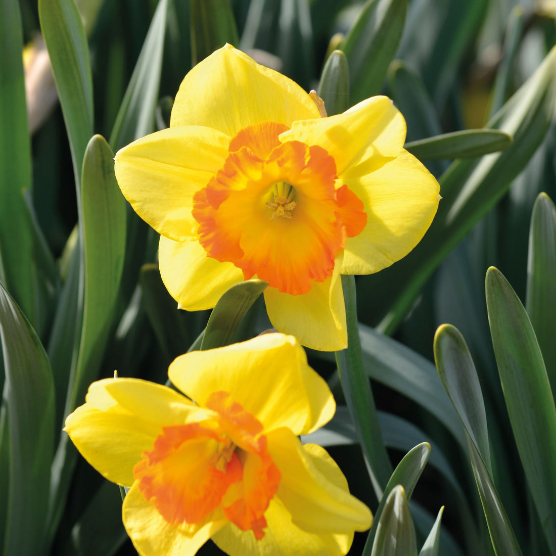Påskelilje, Narcissus 'Delibes'