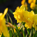 Påskelilje, Narcissus 'Dick Wilden'
