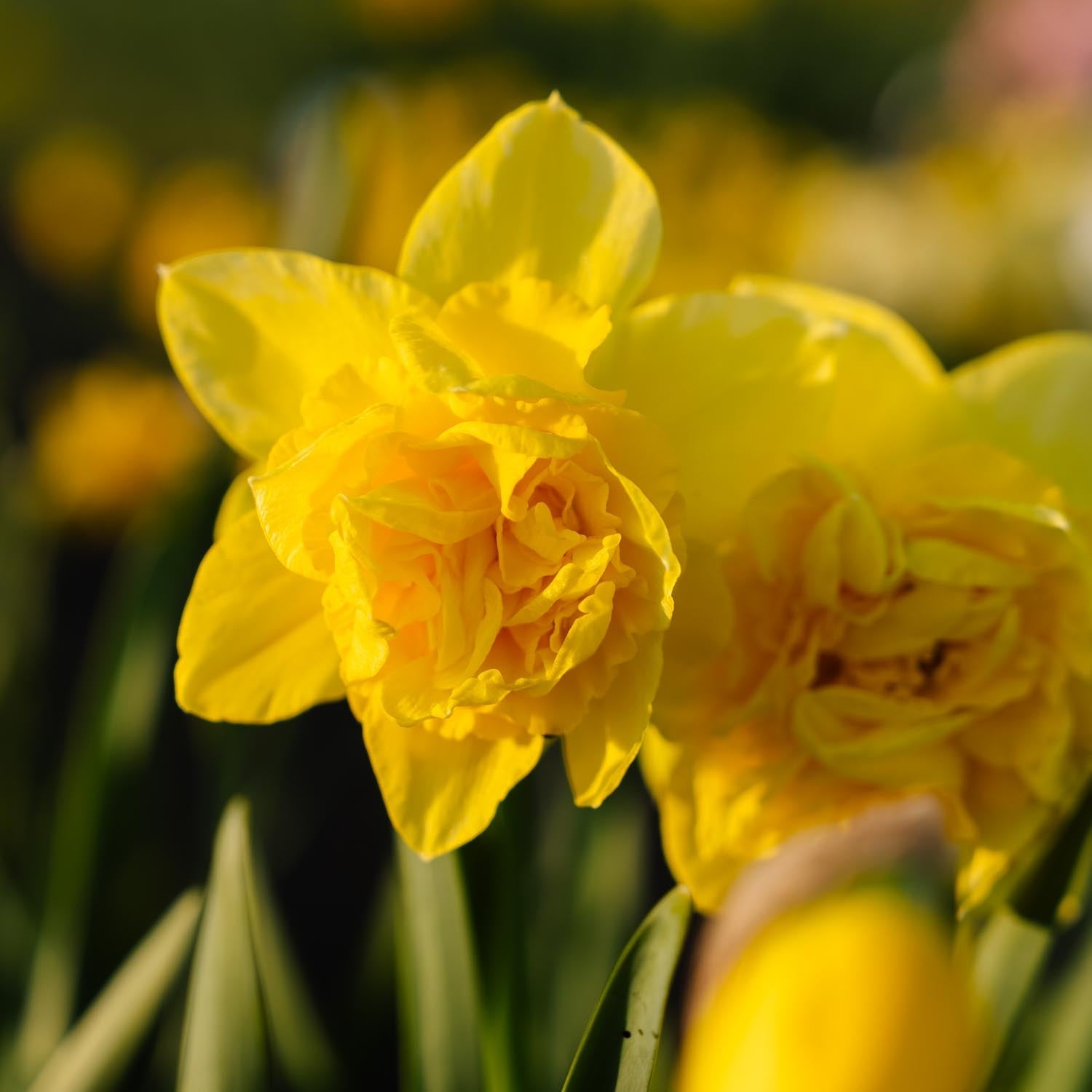 Påskelilje, Narcissus 'Dick Wilden'