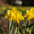 Påskelilje, Narcissus 'Dutch Master'