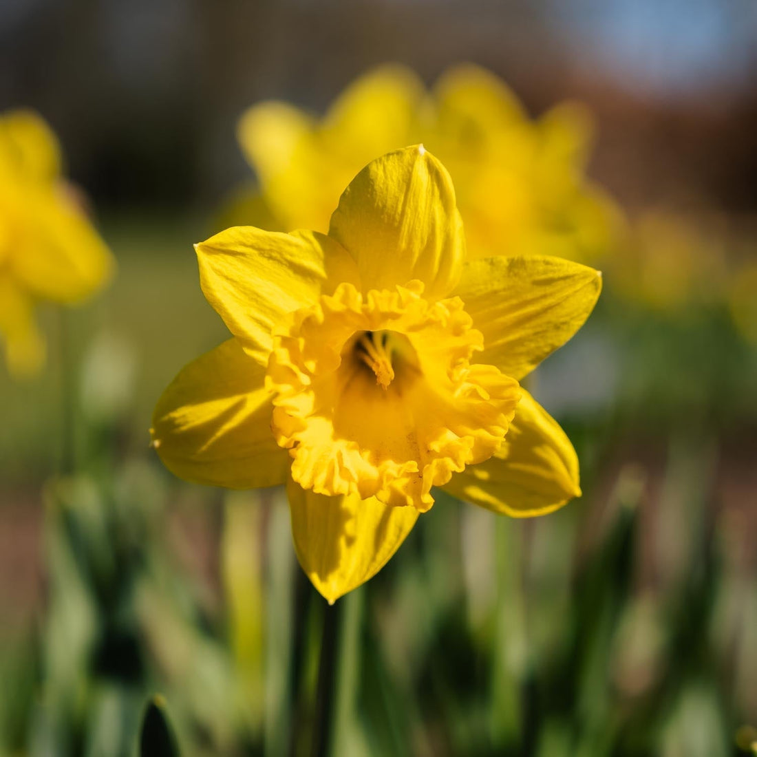 Påskelilje, Narcissus 'Dutch Master'