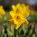 Påskelilje, Narcissus 'Dutch Master'