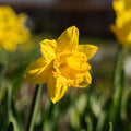 Påskelilje, Narcissus 'Dutch Master'