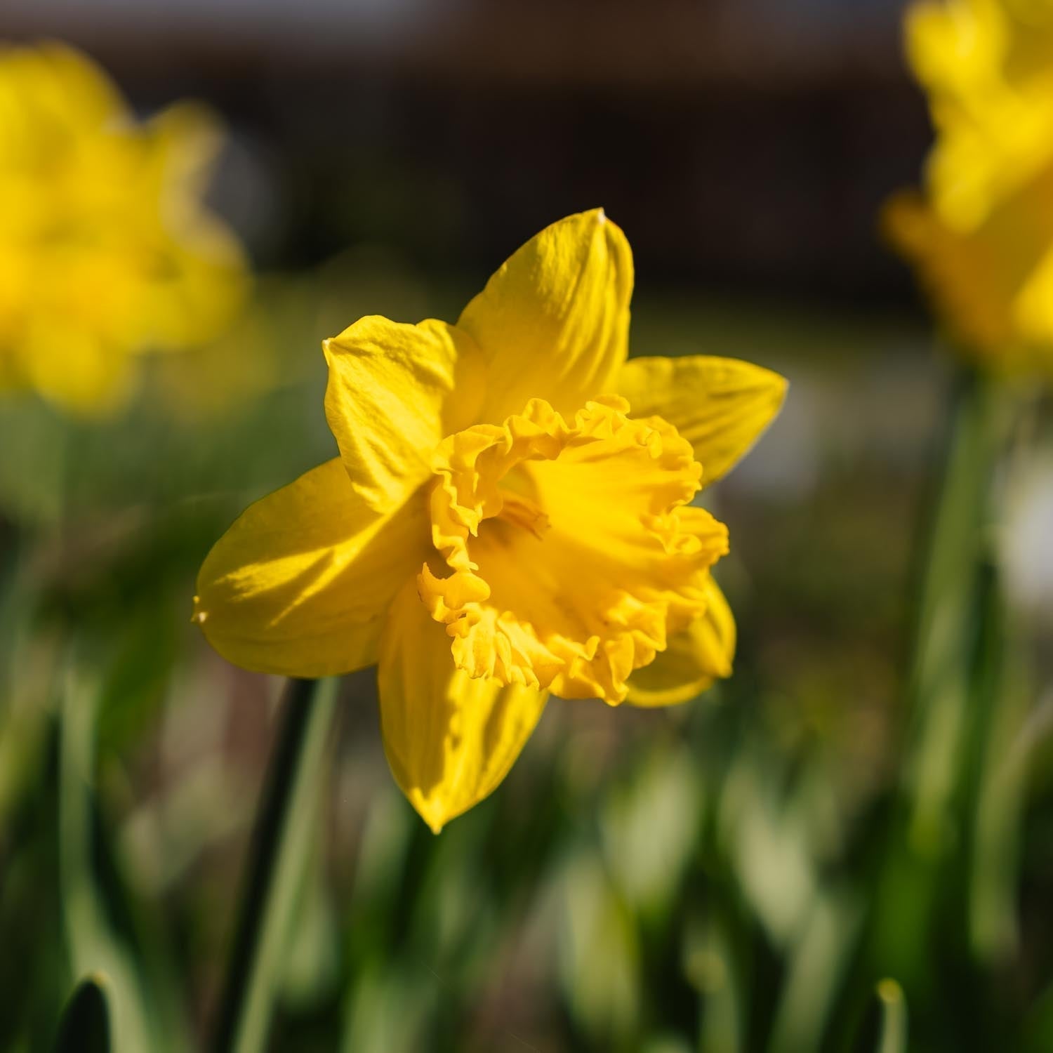 Påskelilje, Narcissus 'Dutch Master'