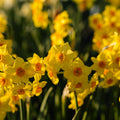 Påskelilje, Narcissus 'Falconet'