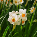 Påskelilje, Narcissus 'Geranium'
