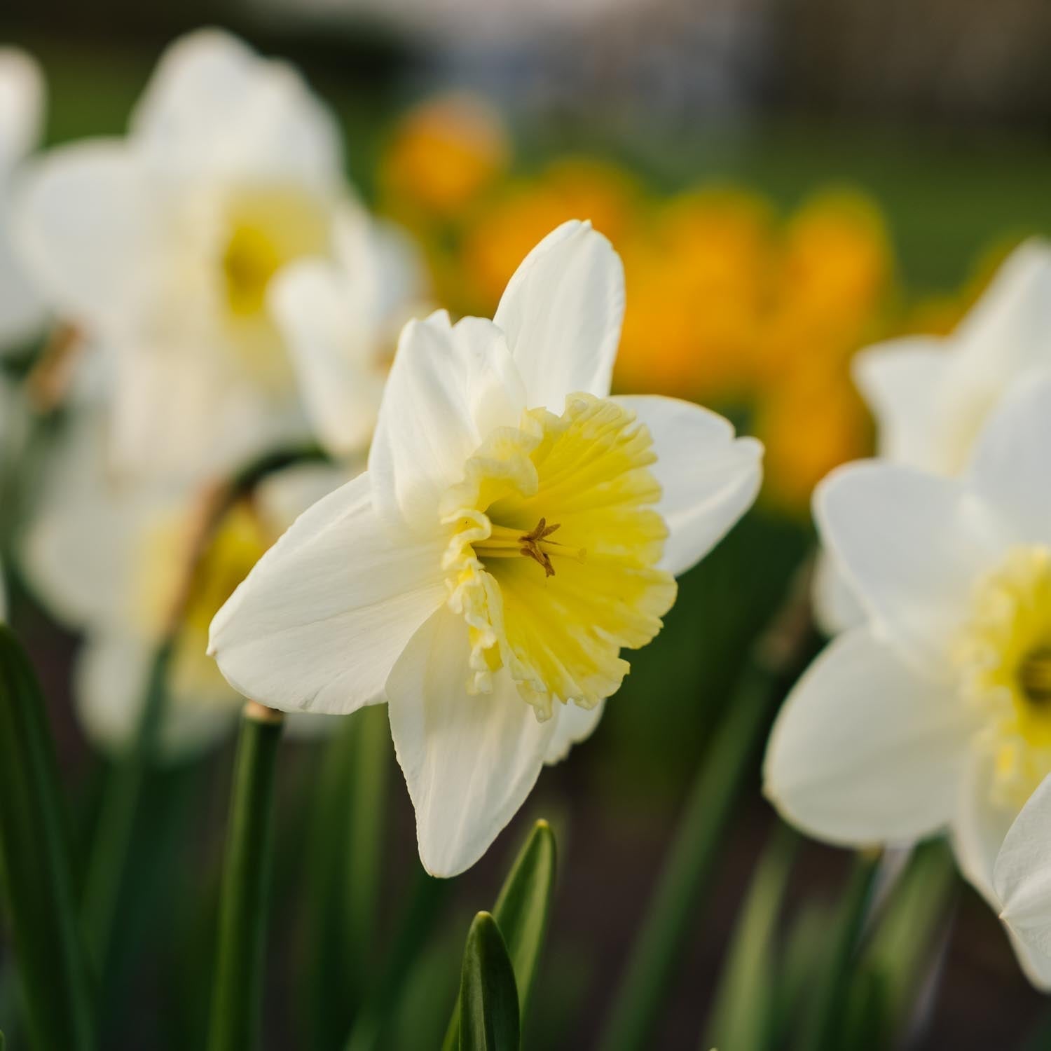 Påskelilje, Narcissus 'Ice Follies'