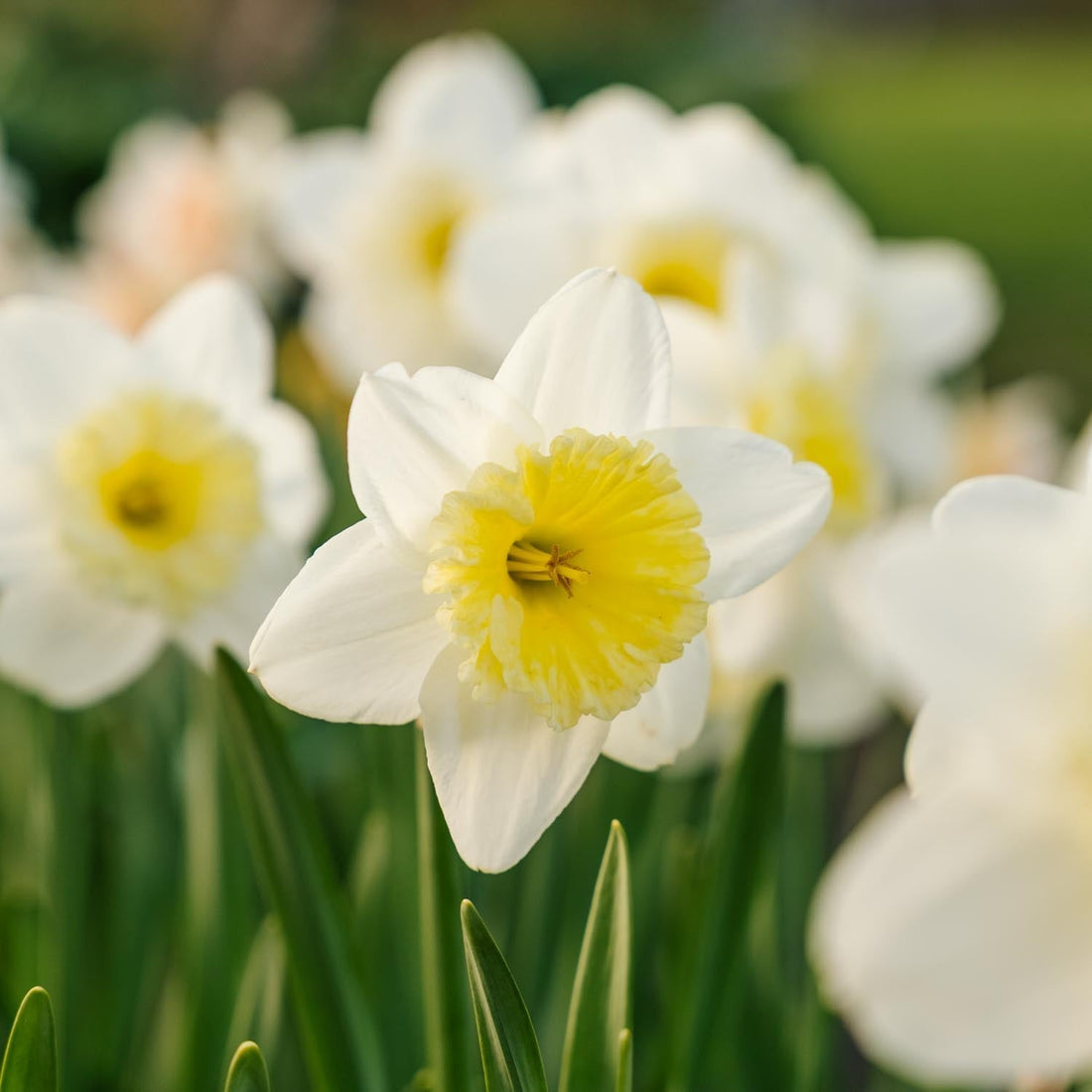 Påskelilje, Narcissus 'Ice Follies'